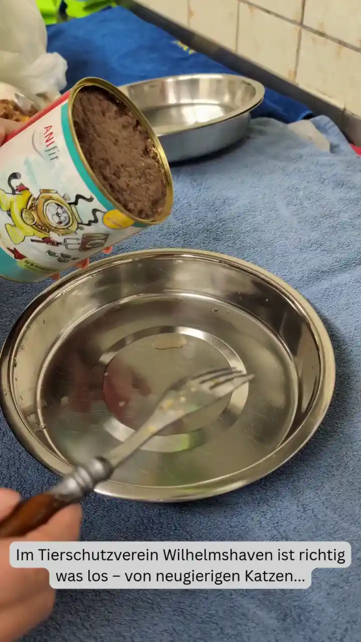 Hilfe für das Tierheim